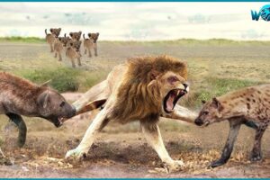 30 Crazy Moments Lions vs Hyenas, a Fight for Territory | Animal Fights