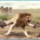 30 Crazy Moments Lions vs Hyenas, a Fight for Territory | Animal Fights