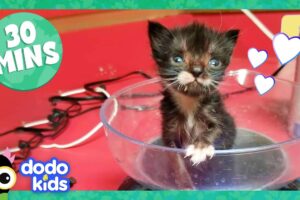 30 Minutes Of Teeny, Adorable Fuzzballs | Dodo Kids | Animal Videos For Kids