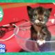 30 Minutes Of Teeny, Adorable Fuzzballs | Dodo Kids | Animal Videos For Kids