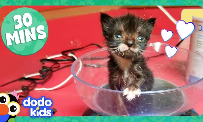 30 Minutes Of Teeny, Adorable Fuzzballs | Dodo Kids | Animal Videos For Kids