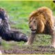 30 Moments Craziest Animal Fights Of ALL TIME..