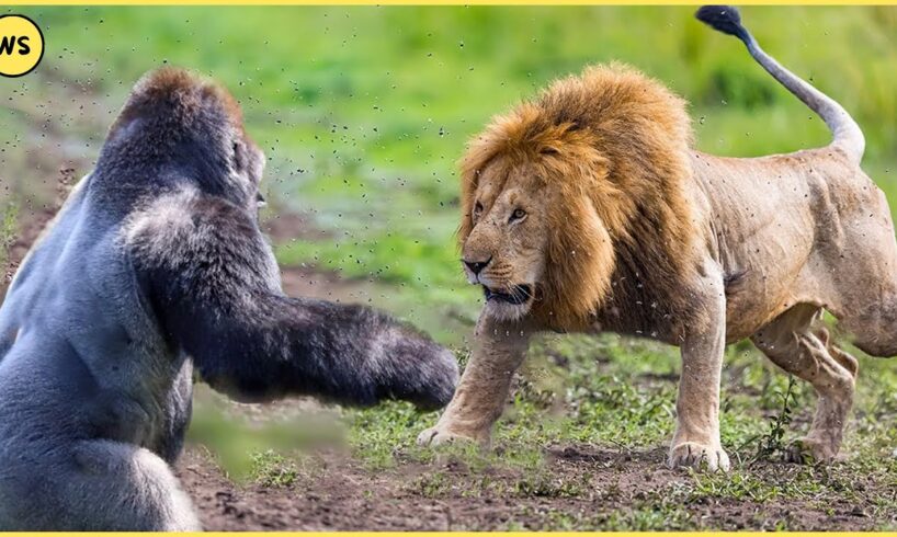 30 Moments Craziest Animal Fights Of ALL TIME..