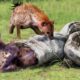 35 Painful Moments! Injured Hyena Fights Giant Python | Animal Fight