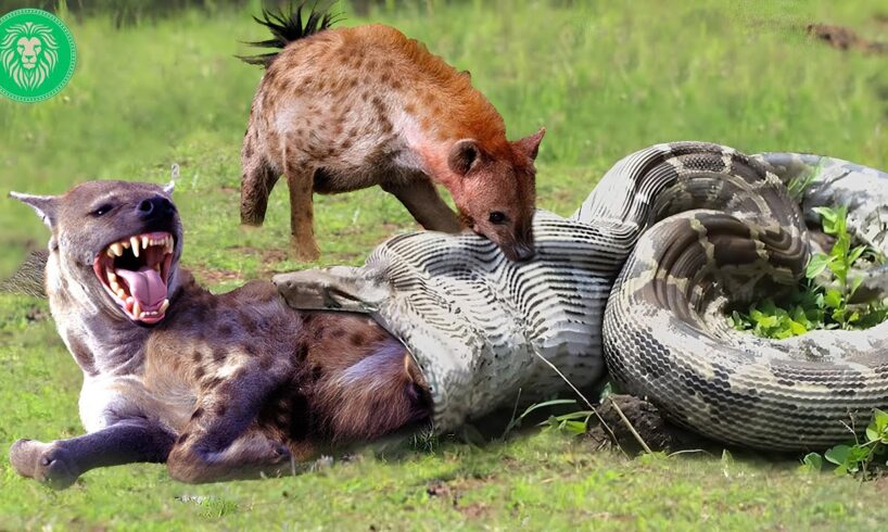 35 Painful Moments! Injured Hyena Fights Giant Python | Animal Fight