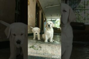 45 day's old Labrador puppies...😍