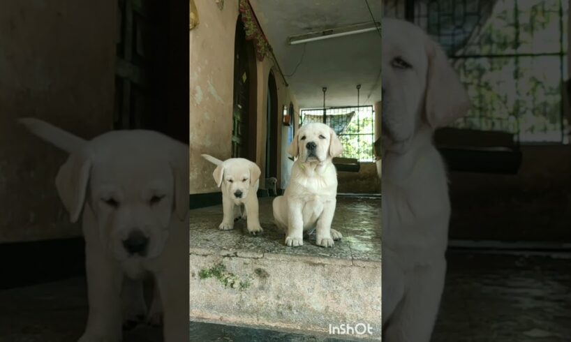 45 day's old Labrador puppies...😍