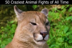 50 Craziest Animal Fights of All Time