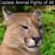 50 Craziest Animal Fights of All Time