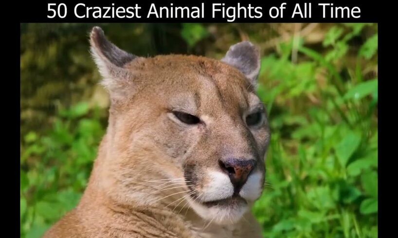 50 Craziest Animal Fights of All Time