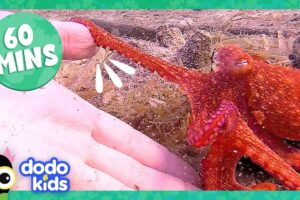 60 Minutes Of Animals Splishing And Splashing! | Dodo Kids | 1 Hour Of Animal Videos