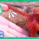 60 Minutes Of Animals Splishing And Splashing! | Dodo Kids | 1 Hour Of Animal Videos