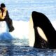 7 Orca Encounters That'll Brighten Your Day