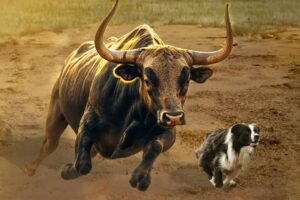 A Bull Attacks A Sheepherder's Dog | Rare Animal Fights Caught on Camera