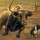 A Bull Attacks A Sheepherder's Dog | Rare Animal Fights Caught on Camera