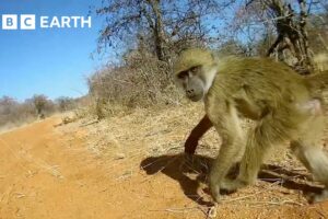 A Day in the Life of a Baboon | Animals With Cameras | BBC Earth