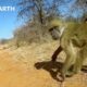 A Day in the Life of a Baboon | Animals With Cameras | BBC Earth