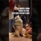 A Dog's Hilarious Test #animals