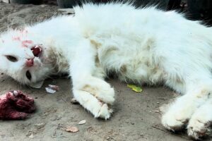 A Mother Cat’s Desperate Struggle After Eating Poison – Emotional Rescue