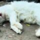 A Mother Cat’s Desperate Struggle After Eating Poison – Emotional Rescue