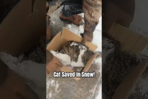 A Stray’s Journey: Rescued from the Cold | Humans and Animals