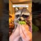 A baby raccoon was rescued and raised by a family #shorts