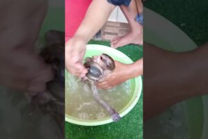 A bath babies coco & bebe because played on dirty #shorts,#animals,#family