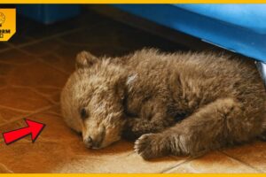 A caring man adopted a tiny bear, and this saved his life after he wandered into the village