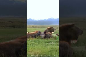 A male lion fights against a pack of aggressive hyenas #AnimalKingdom #PredatorVsPrey #hyena #lion