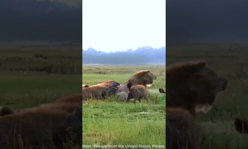 A male lion fights against a pack of aggressive hyenas #AnimalKingdom #PredatorVsPrey #hyena #lion