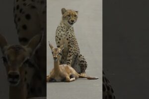 A young cheetah makes its first kill #shorts /#wildlife