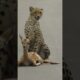 A young cheetah makes its first kill #shorts /#wildlife