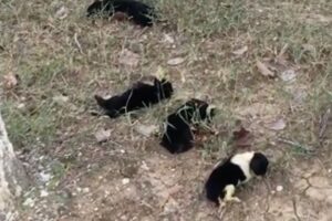 Abandoned, four 1-week-old puppies tried to walk step by step to find their mother in tears