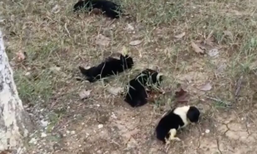 Abandoned, four 1-week-old puppies tried to walk step by step to find their mother in tears