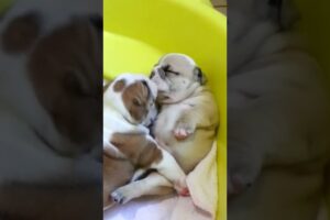 Adorable Bulldog Puppies Give Kisses to Each Other!