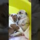 Adorable Bulldog Puppies Give Kisses to Each Other!