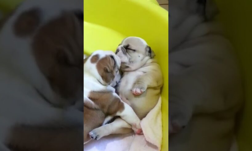 Adorable Bulldog Puppies Give Kisses to Each Other!