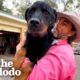 'Aggressive' Rottweiler Who Spent His Life In Shelters Dotes On His Human Siblings | The Dodo