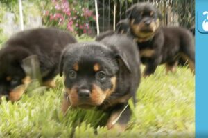 Amazing Rottweiler Puppies! (CUTEST COMPILATION EVER) - Puppy Love