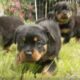 Amazing Rottweiler Puppies! (CUTEST COMPILATION EVER) - Puppy Love