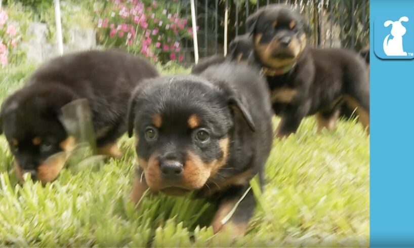 Amazing Rottweiler Puppies! (CUTEST COMPILATION EVER) - Puppy Love