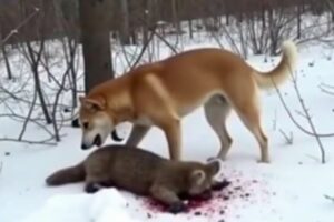 Angry Animals Messed With The Wrong Opponent | animal fights to the death in the wild| animal fights