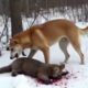 Angry Animals Messed With The Wrong Opponent | animal fights to the death in the wild| animal fights