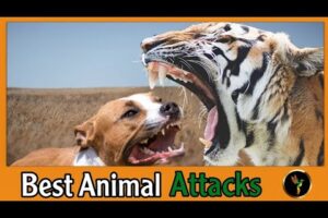 Animal Fights Caught On Camera