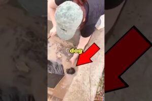 Animal Rescued From Water 😱