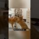 Animal fight comedy seen #funny