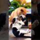 Animal fight dog vs cat komodo vs monkey mouse vs cat scorpion vs ant rabbit vs turtle#animals #ai