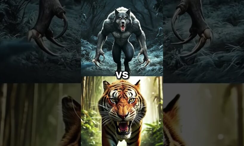 Animal fights​ #animals​ #bengaltiger​   #polarbear​ #hyena​ #werewolf​   #lion​ #wolf​ #bigcats