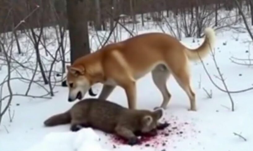 Animals Messed With The Wrong Opponent! | Animal Fights!