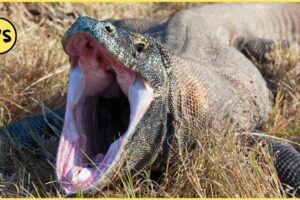 Animals That Will Easily Defeat Komodo Dragon! Animal Fights